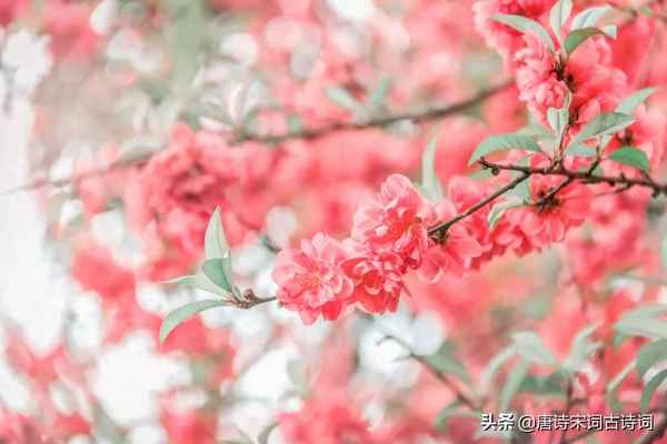 四月意义很美的古诗词(四月唯美的诗)