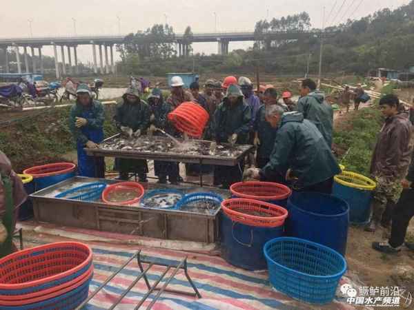 一萬尾桂花魚養殖成本(一萬尾桂花魚養殖成本(桂花魚養殖利潤))