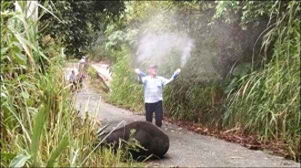 用什么消灭虎头蜂、怎么驱赶虎头蜂