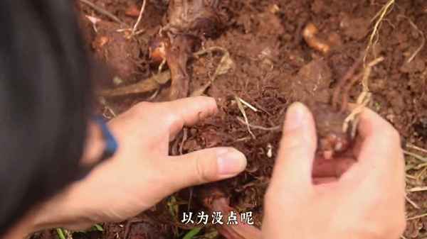 剁椒芋頭UNI維密、剁椒芋頭uni維密
