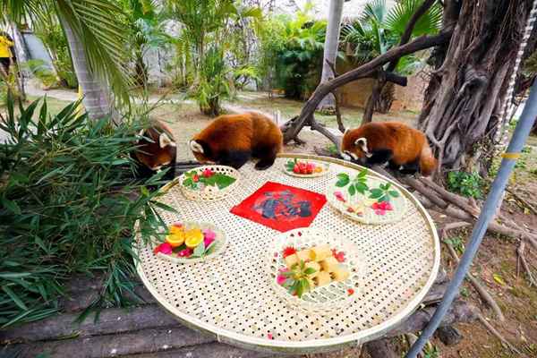 靈玲動物王國大概可以玩多久_靈玲馬戲城動物王國有什么