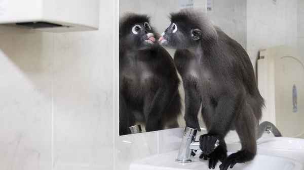 老猴财经、老猴今期来做客是指什么生肖