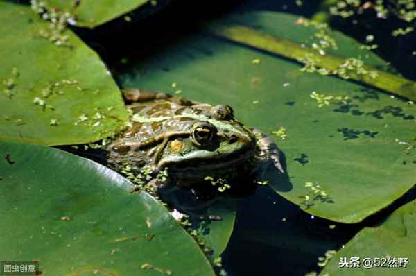 苜蓿妙境六年级阅读答案,苜蓿和中午的妙境是什么意思