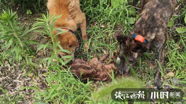 野猪横穿马路被出租车撞倒身亡,野猪撞人一死一伤视频