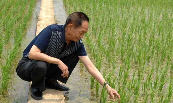 2米高水稻种子价格(2米高水稻种子价格黟县农科院)