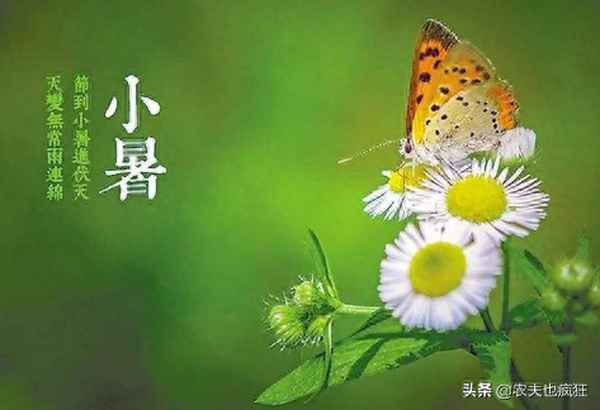關于大暑的諺語或俗語、大暑相關諺語