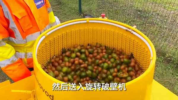 新鮮的紙皮核桃怎么吃、紙皮核桃怎樣吃