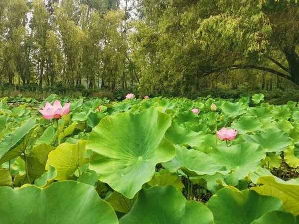 微山湖紅荷濕地公園圖片;微山湖紅荷景區