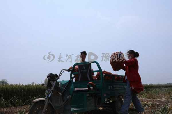 蝦糑怎么做好吃又簡單有視頻(蝦籺的做法和材料)