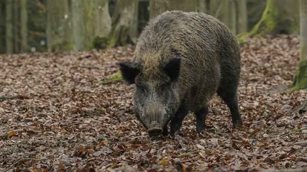 野豬對人有攻擊性嗎、野豬對人有沒有攻擊力