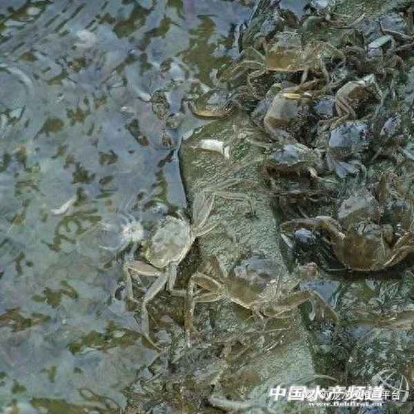 养殖螃蟹怎么捕捞_我要养殖螃蟹的技术视频