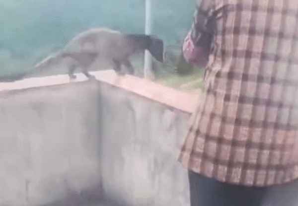 被野猪咬了有毒吗(被野猪咬了要打疫苗吗)