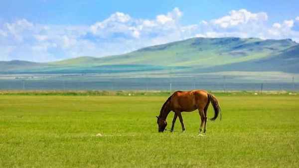 内蒙古手撕风干牛肉、内蒙古手撕牛肉干怎么做