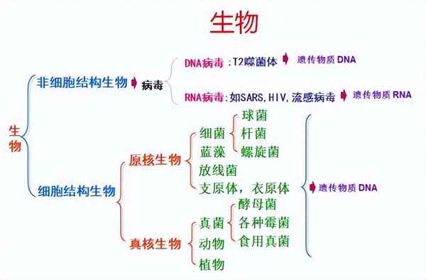 高中生物重點(diǎn)知識(shí)點(diǎn)、高中生物重點(diǎn)知識(shí)點(diǎn)問題