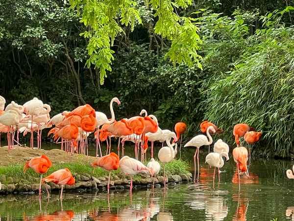 上海動物園最佳游覽順序(上海動物園建議去哪個)