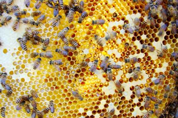 蜜蜂全部死了为什么-蜜蜂为什么全部死光