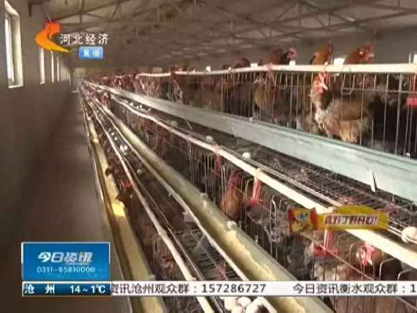 假雞蛋能做荷包蛋嗎,假雞蛋可以做蛋羹嗎