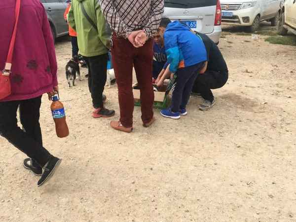 純種邊境牧羊犬價(jià)格多少錢一只-邊境牧羊犬價(jià)格 邊境牧羊犬多少錢