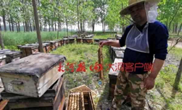 地上死了好多蜜蜂是什么原因-地上死了好多蜜蜂是什么原因引起的