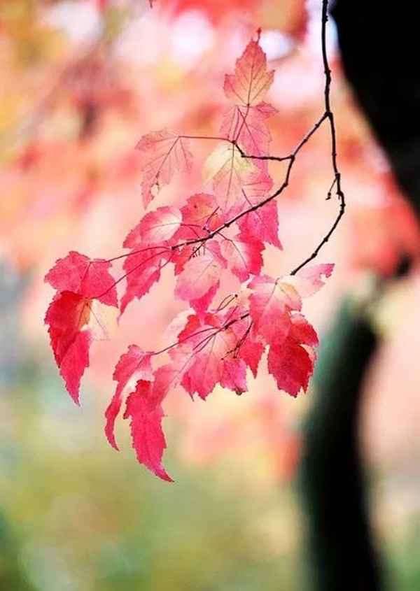 枫叶红于二月霜出自哪里(枫叶红于二月花是哪首诗)