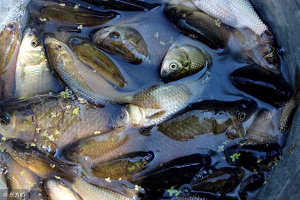野生鯽魚(yú)怎么看出來(lái)—野生鯽魚(yú)怎么看出來(lái)好壞