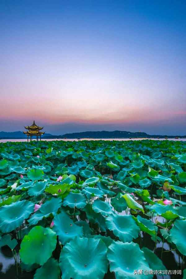 接天莲叶无穷碧,映日荷花别样红;接天莲叶无穷碧,映日荷花别样红意思