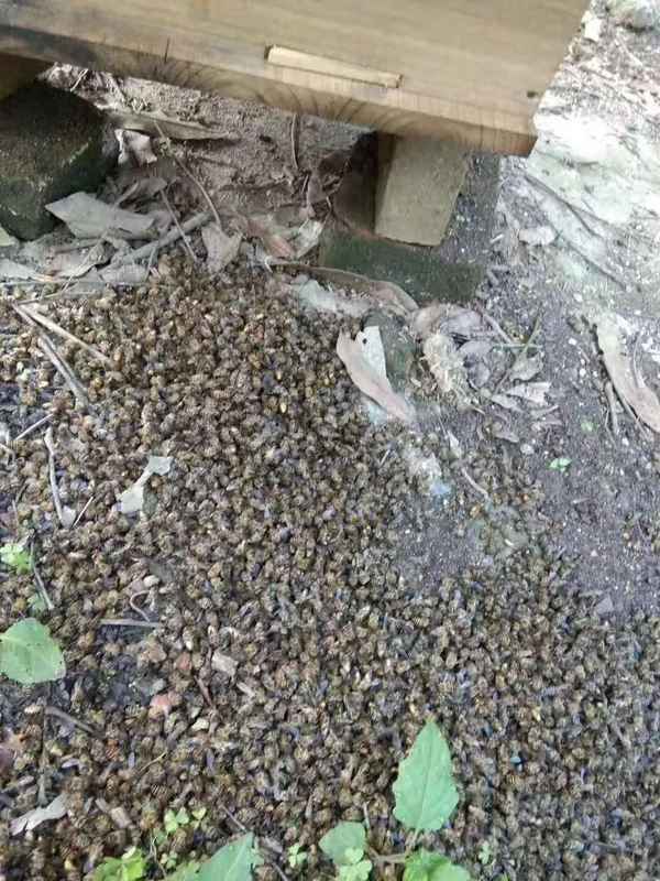 养蜂管理暂行规定、养蜂管理暂行规定能用吗？