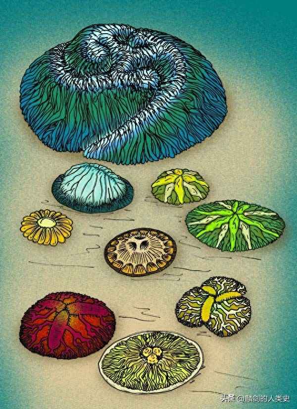 Trilobozoa;trilobozoa