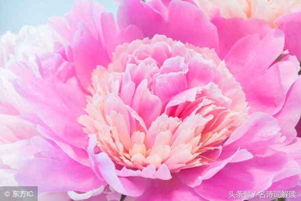 清平调其一其二其三翻译(清平调三首其三)