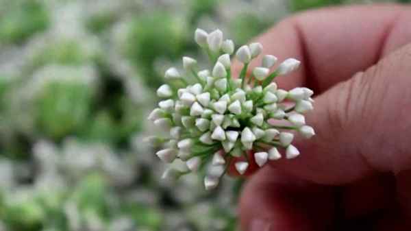 新鮮韭菜花的做法大全-新鮮韭菜花的做法大全視頻