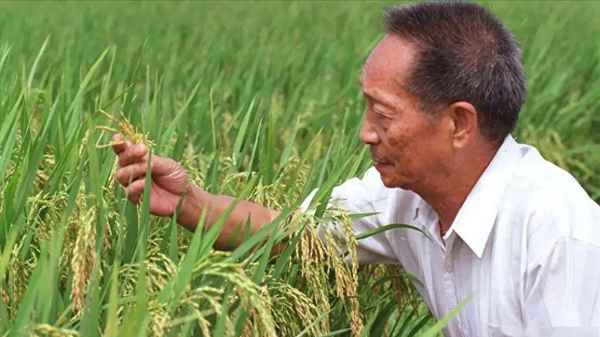 袁隆平几年研究出水稻、袁隆平多少年研究水稻