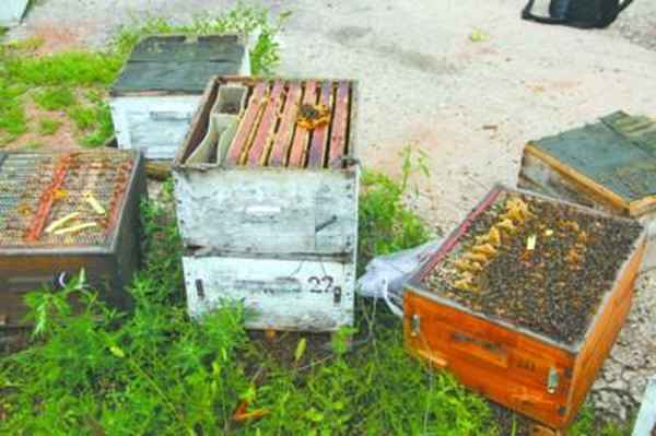 如何防止蜜蜂被投毒_怎么防止蜜蜂被偷