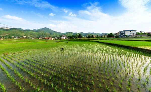 最早种植水稻的人—最早种植水稻是什么朝代