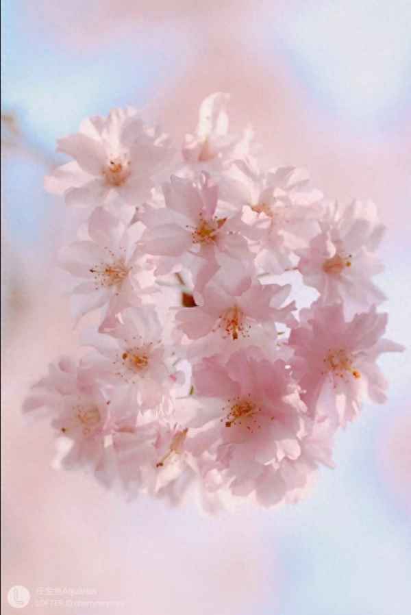 欲说还休是爱情的意思吗(欲说还休的上一句和下一句)