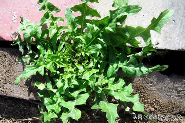 馬蘭頭和什么菜相克-馬蘭頭配什么好吃
