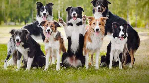 邊境牧羊犬的價格行情_邊境牧羊犬價格多少錢一只純種