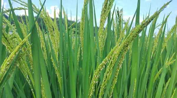 水稻打什么藥能增產、水稻用藥什么農藥藥效時間長