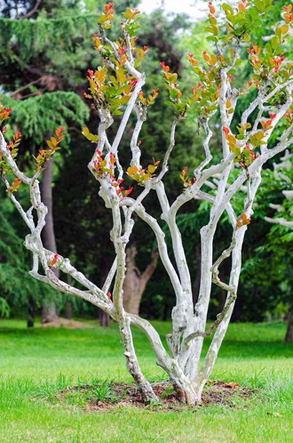 弄花香满衣上一句-弄花香满衣书籍