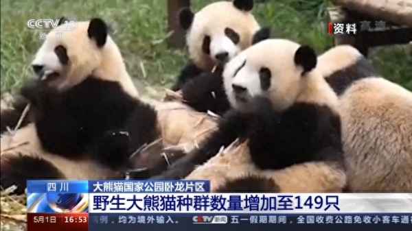 四川臥龍大熊貓基地在哪里-臥龍熊貓基地門票官網(wǎng)