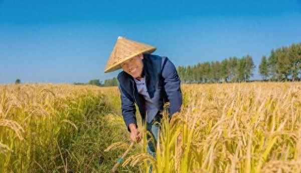 今日水稻价格走势图-今日水稻价格行情走势