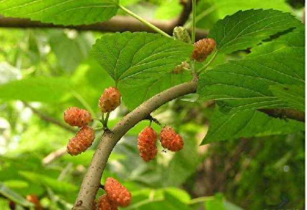 春蚕的寓意和象征意义、喜鹊的寓意和象征