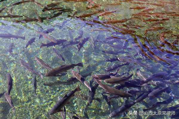 青海35人被判刑名单(青海犯罪案)