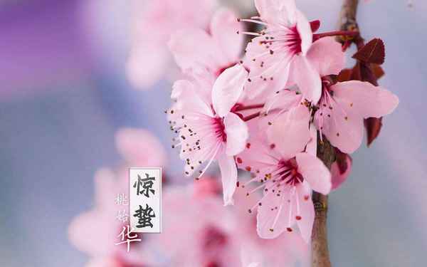 西南财经大学国际商务-西南财经大学国际教育学院