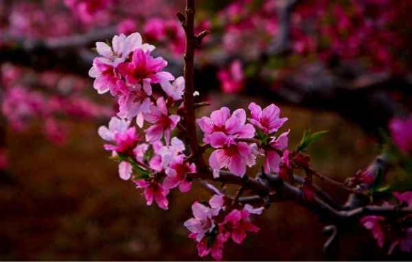 春花對秋月 的下一句_春花對秋月 的下一句是什么？