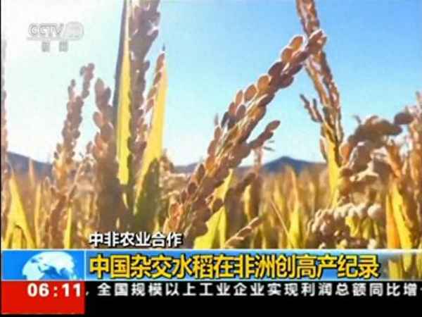 非洲雜交水稻畝產超過中國—非洲水稻畝產多少斤