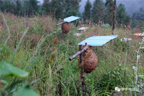 养100窝马蜂一年利润_新手养蜂入门技术