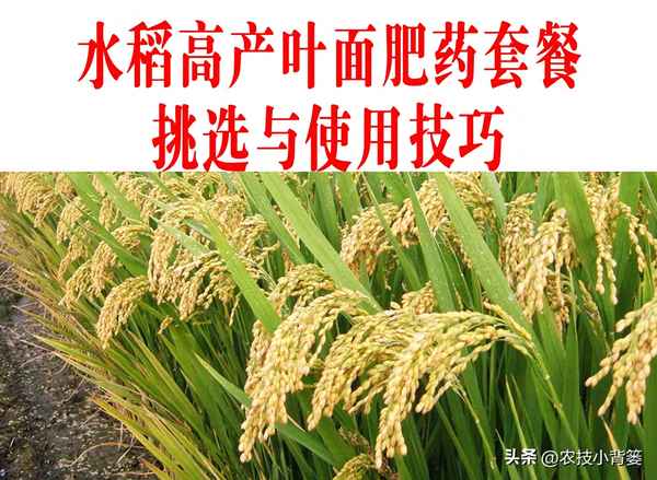 水稻最后一遍肥最佳時間(東北水稻三遍肥最佳時間)