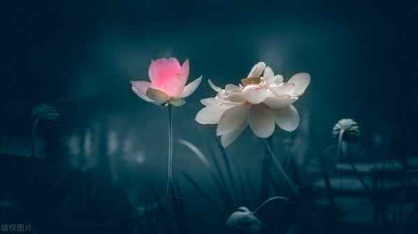 左将军王疑之妻也断句_左将军王之妻也朗读节奏