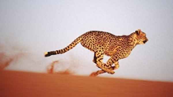 獵豹能追上汽車嗎、獵豹跑100米需要幾秒