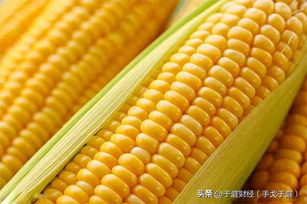 大玉米财经—大宗玉米交易价格走势